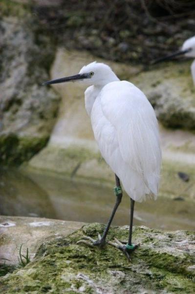 Little egret