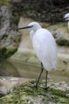 Little egret