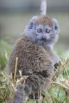 Lake Alaotra bamboo lemur