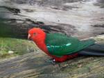 Australian king-parrot *