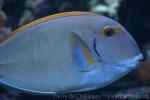 Eyestripe surgeonfish