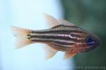 Ochre-striped cardinalfish