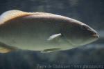 Spotted coralgrouper