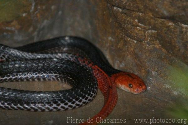 Red-headed krait