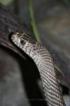 Oriental ratsnake