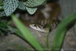 Yellow-spotted keelback