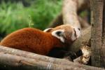 Red panda