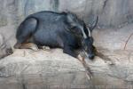 Indochinese serow