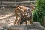 Siamese brow-antlered deer