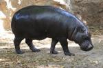 Pygmy hippopotamus