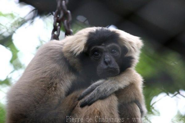 Pileated gibbon