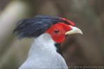 Silver pheasant *