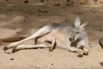 Red kangaroo