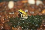 Green mantella *