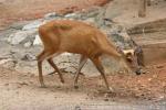 Northern red muntjac