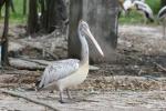 Spot-billed pelican