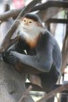 Red-shanked douc langur