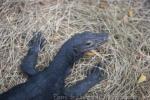 Common water monitor