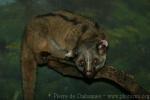 Small-toothed palm civet