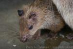 Asiatic brush-tailed porcupine