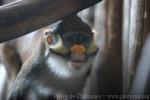 Yellow-nosed red-tailed monkey