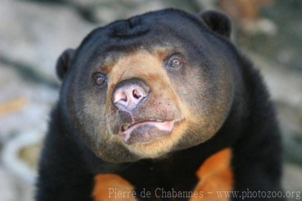 Malayan sun bear