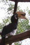 Oriental pied hornbill