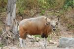 Burmese banteng