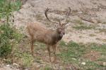 Burmese brow-antlered deer