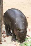 Pygmy hippopotamus