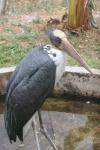 Lesser adjutant