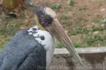 Lesser adjutant