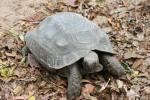 Burmese brown tortoise