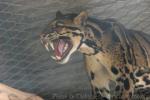 Clouded leopard