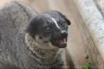 Small-toothed palm civet