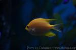 Golden damselfish