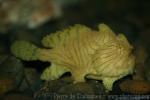 Striated frogfish *