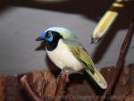 Green jay *