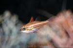 Red-striped cardinalfish *