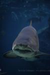 Sand tiger shark