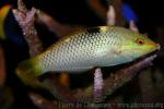 Checkerboard wrasse