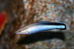 Bluestreak cleaner wrasse