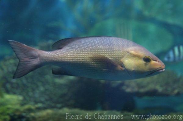 Two-spot red snapper