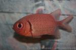 Doubletooth soldierfish