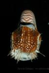 Chambered nautilus