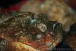 Estuarine stonefish