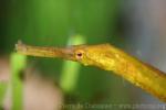 Alligator pipefish *