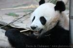 Giant panda