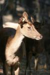 Burmese brow-antlered deer