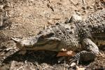 Siamese crocodile